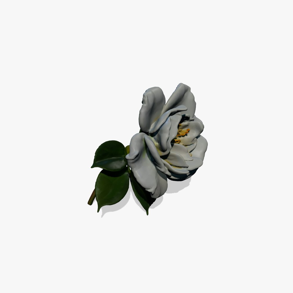 White Rose Blossom Realistic Flower model pack